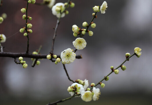 梅花