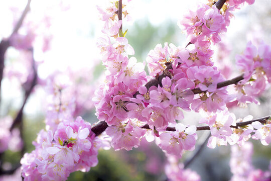 櫻花