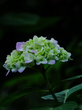 繡球花