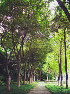 公園樹林