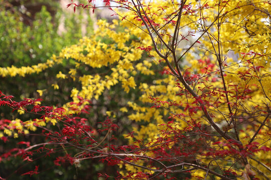 紅黃相間的迎春花