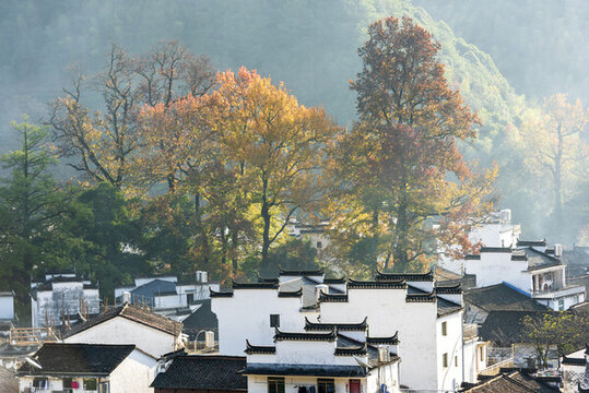 徽派建筑與楓樹(shù)