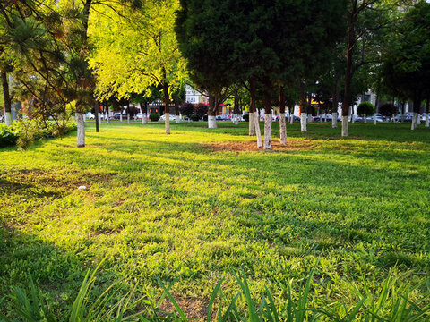 夕陽下的草地
