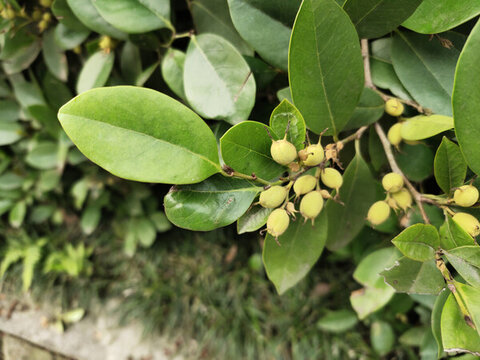 蚊母樹果實