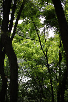 樹(shù)林