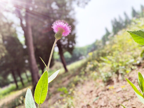 刺兒菜特寫(xiě)