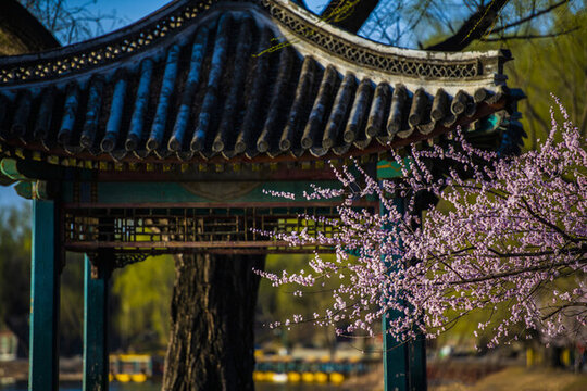 北京頤和園春色