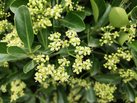 冬青衛(wèi)矛花特寫(xiě)
