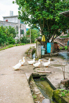 農(nóng)家土鴨
