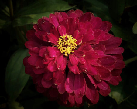 百日菊