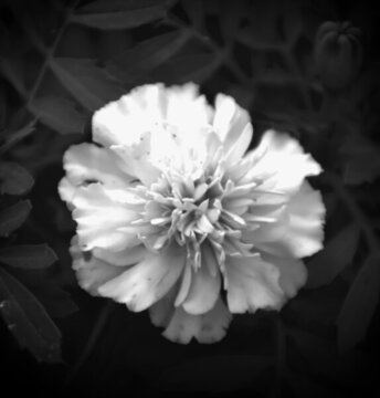 黑白菊花