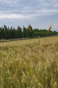 即将成熟的小麦高清大图
