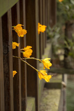 石斛花