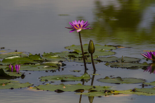 蓮花