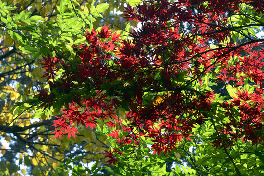 紅楓