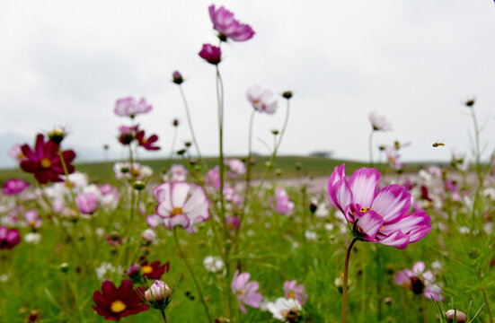 格桑花