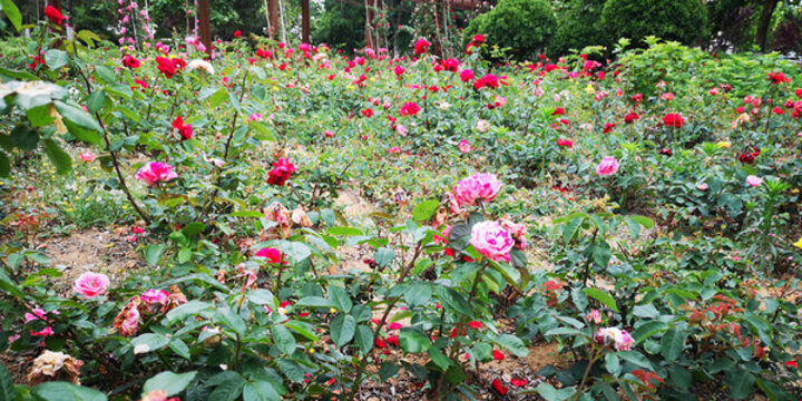 玫瑰花園