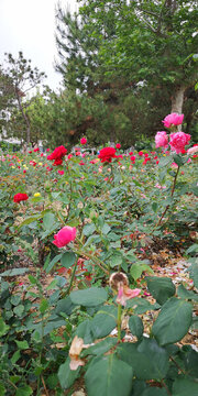 玫瑰花園
