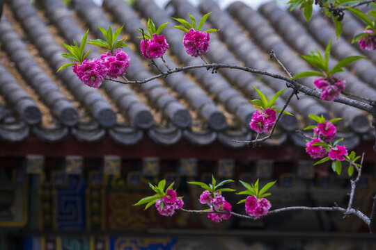 桃花
