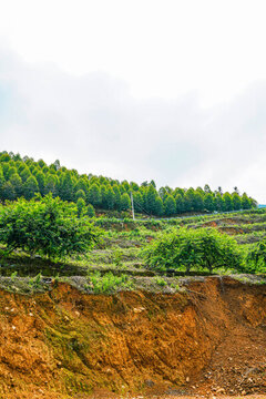 李子樹桉樹