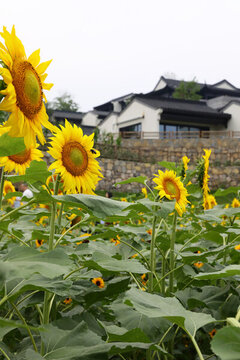 新農(nóng)村建設(shè)
