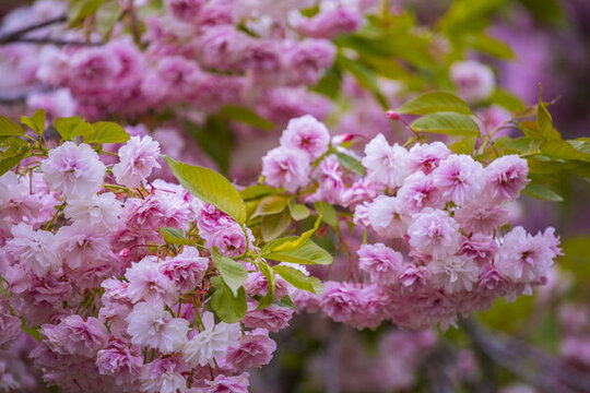 櫻花