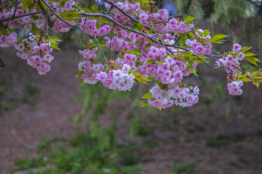 櫻花