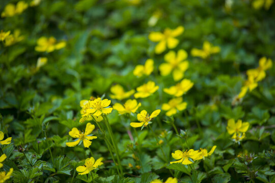 小黃花