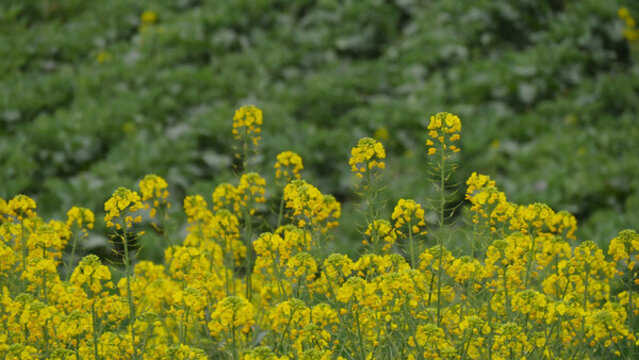 立春時節(jié)油菜花開