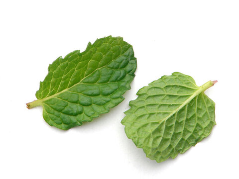 蘋(píng)果薄荷綠色的嫩葉