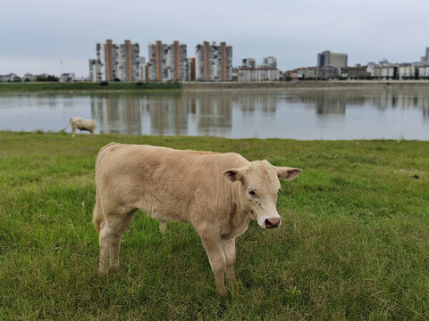 綠色草地上的黃牛