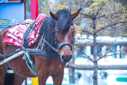 旅游馬車