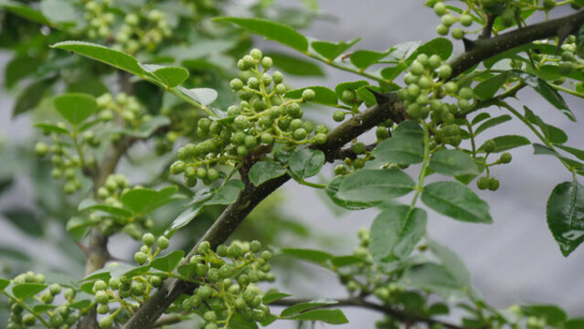 樹枝上的青花椒