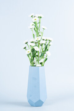 小雛菊
