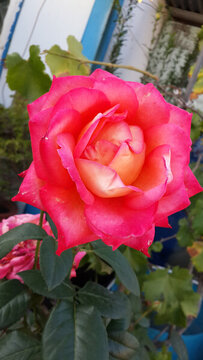 月季花開紅艷艷