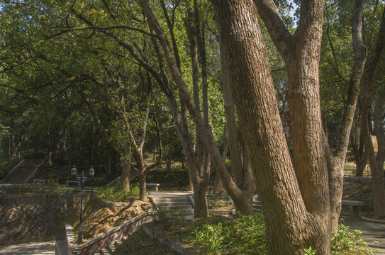 永泰塔山公園樹木