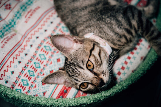 猫躺在毯子上的特写肖像