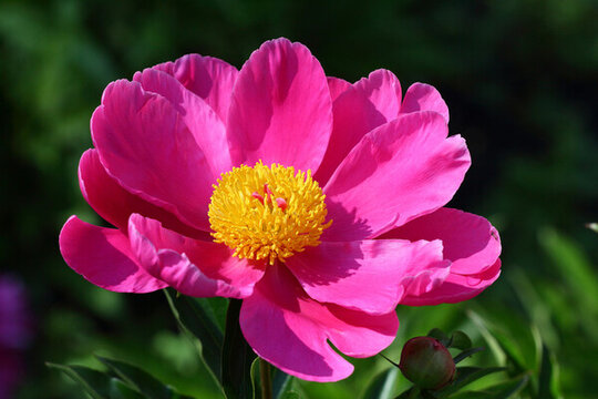芍藥花
