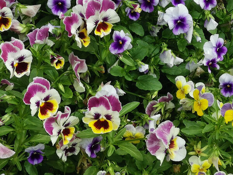 小花