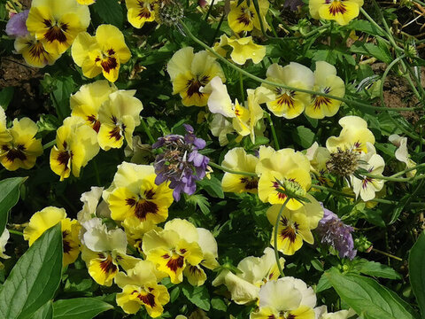 小花