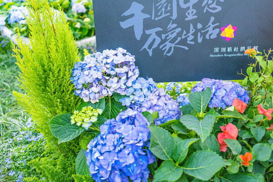 藍(lán)色繡球花