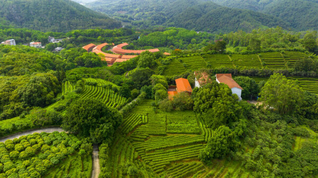 廣東梅州雁南飛景區(qū)茶園航拍