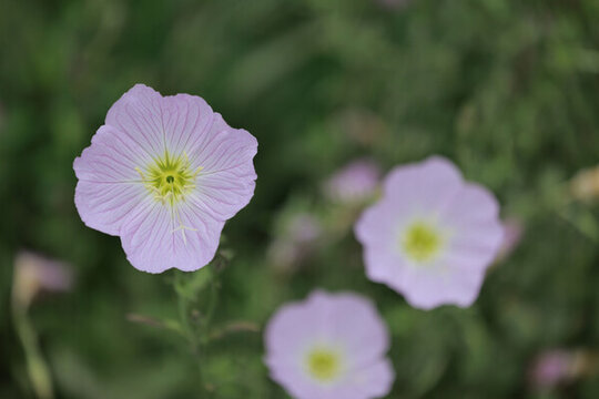 小果薔薇