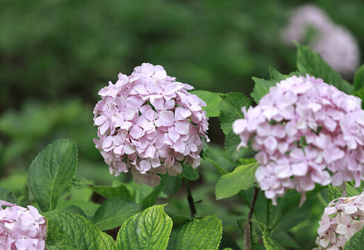 藍(lán)色繡球花
