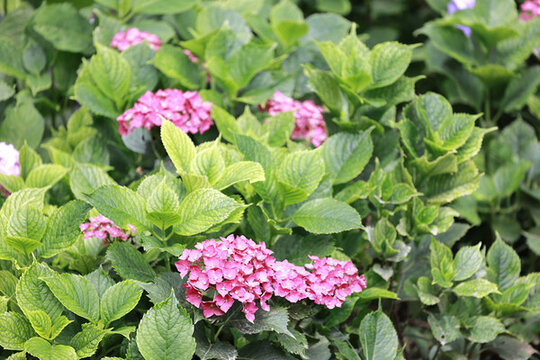 繡球花