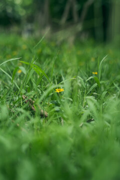 公園里的蟛蜞菊