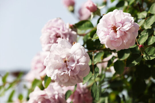 月季花