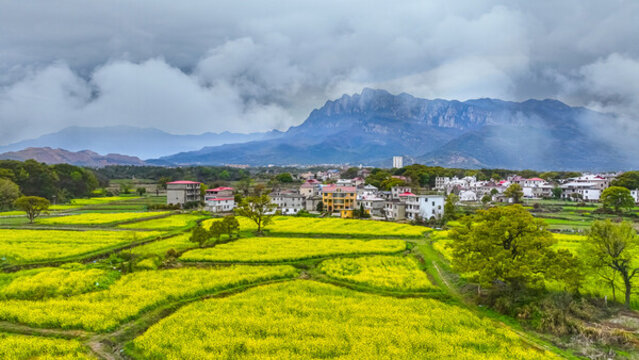 廬山海會油菜花
