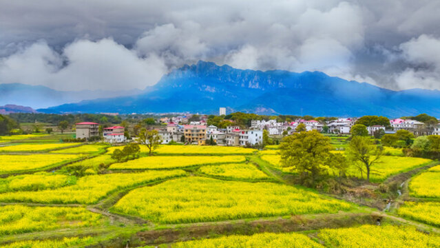廬山海會(huì)油菜花