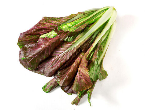 紫油麥菜
